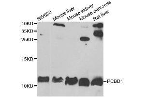 Western blot analysis of extracts of various cell lines, using PCBD1 antibody.
