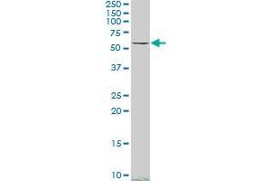 SMAD4 monoclonal antibody (M02), clone 3E2. (SMAD4 antibody  (AA 1-552))