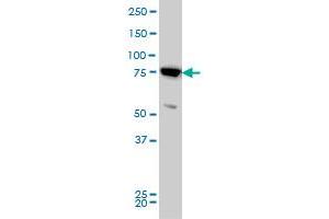 MFN2 monoclonal antibody (M03), clone 4H8 Western Blot analysis of MFN2 expression in HeLa . (MFN2 antibody  (AA 661-757))