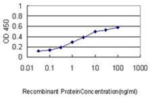 Detection limit for recombinant GST tagged CDC2L2 is approximately 0. (Cyclin-Dependent Kinase 11A (CDK11A) (AA 681-780) antibody)