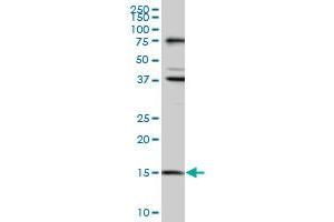 Western Blotting (WB) image for anti-Mago-Nashi Homolog (MAGOH) (AA 1-111) antibody (ABIN961183) (MAGOH antibody  (AA 1-111))
