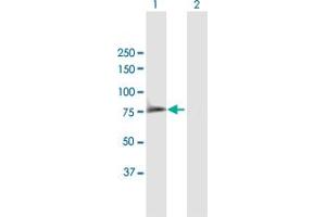 Western Blot analysis of SYK expression in transfected 293T cell line by SYK MaxPab polyclonal antibody. (SYK antibody  (AA 1-635))