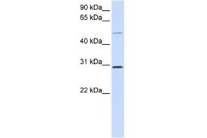 WB Suggested Anti-PLA1A Antibody Titration:  0. (PLA1A antibody  (Middle Region))
