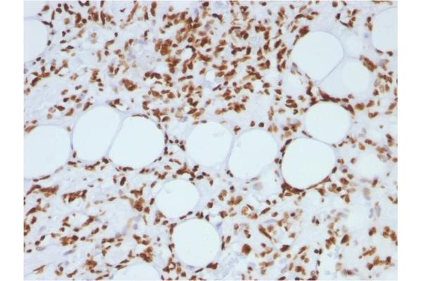 Histone H1 antibody