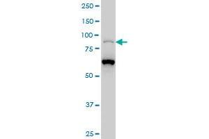 PCAF monoclonal antibody (M02), clone 1H2 Western Blot analysis of PCAF expression in Hela S3 NE . (KAT2B antibody  (AA 353-452))