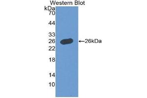 Western Blotting (WB) image for anti-Growth Hormone 1 (GH1) (AA 28-217) antibody (ABIN3209617) (Growth Hormone 1 antibody  (AA 28-217))