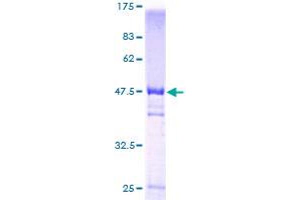 VBP1 Protein (AA 1-197) (GST tag)