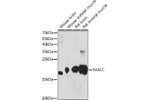 Western blot analysis of extracts of various cell lines, using BAALC Rabbit pAb (ABIN7265911) at 1:1000 dilution. (BAALC antibody  (AA 1-145))