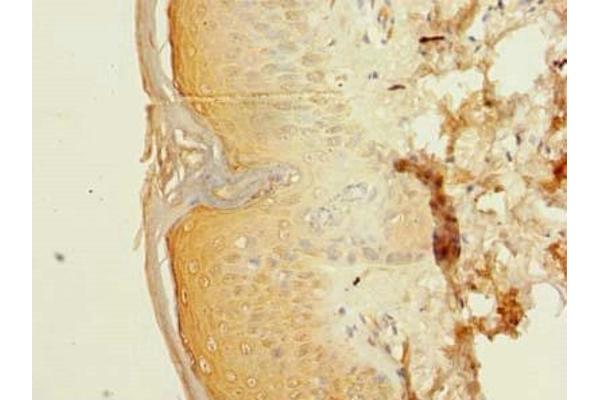POLR3E antibody  (AA 1-260)