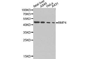 Western blot analysis of extracts of various cell lines, using BMP4 antibody. (BMP4 antibody  (AA 30-300))