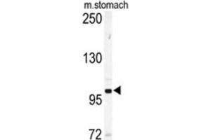 Western Blotting (WB) image for anti-EPH Receptor A6 (Epha6) antibody (ABIN3003335) (EPH Receptor A6 antibody)