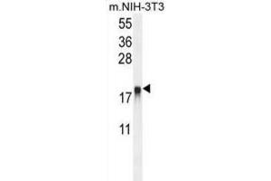 Western Blotting (WB) image for anti-ADP-Ribosylation Factor-Like 8A (ARL8A) antibody (ABIN2995545)