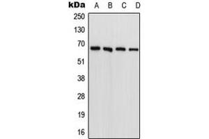 Western blot analysis of FARSB expression in HeLa (A), PC3 (B), Raw264. (FARSB antibody  (N-Term))
