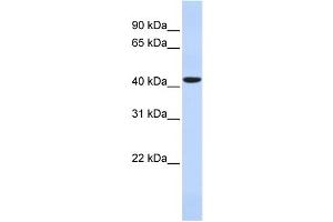 WB Suggested Anti-HAVCR1 Antibody Titration: 0. (HAVCR1 antibody  (N-Term))