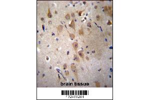 GRIP2 Antibody immunohistochemistry analysis in formalin fixed and paraffin embedded human brain tissue followed by peroxidase conjugation of the secondary antibody and DAB staining. (GRIP2 antibody  (AA 620-649))