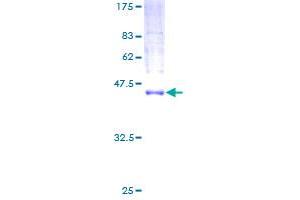 MCFD2 Protein (AA 1-146) (GST tag)