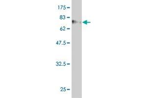 Western Blot detection against Immunogen (88. (WDR20 antibody  (AA 1-569))