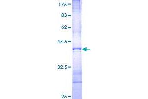 FGF14 Protein (AA 138-247) (GST tag)