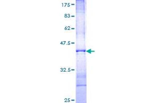 FGF14 Protein (AA 138-247) (GST tag)