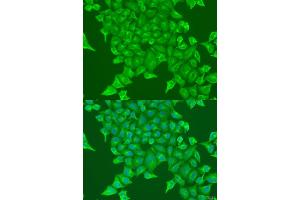 Immunofluorescence analysis of U2OS cells using BST2 antibody (ABIN1871361) at dilution of 1:100. (BST2 antibody)