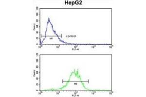 Flow Cytometry (FACS) image for anti-Enolase 3 (Beta, Muscle) (ENO3) antibody (ABIN3001691) (ENO3 antibody)