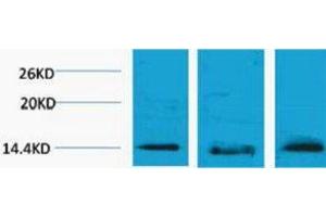 Western Blotting (WB) image for anti-Histone H2B (3meLys5) antibody (ABIN3181362) (Histone H2B antibody  (3meLys5))