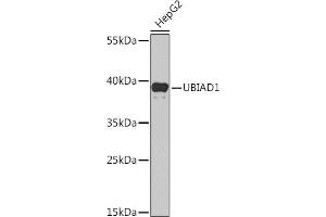 Western blot analysis of extracts of HepG2 cells, using UBI Rabbit pAb (ABIN6134945, ABIN6149844, ABIN6149847 and ABIN6218504) at 1:1000 dilution. (UBIAD1 antibody  (AA 1-100))