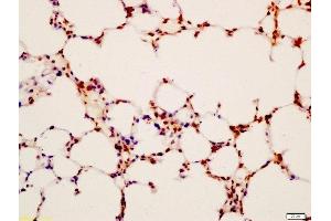 Formalin-fixed and paraffin embedded mouse lung labeled with Anti-LAMP2/CD107B Polyclonal Antibody, Unconjugated  at 1:200 followed by conjugation to the secondary antibody and DAB staining (LAMP2 antibody  (AA 301-411))