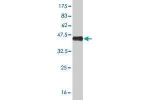 Western Blot detection against Immunogen (40. (NPPB antibody  (AA 1-134))