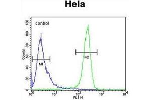 Flow cytometric analysis of Hela cells using CDT2 / DTL Antibody  (right histogram) compared to a negative control cell (left histogram). (CDT2/RAMP antibody  (Middle Region))