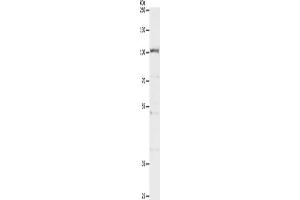 CLCA4 antibody
