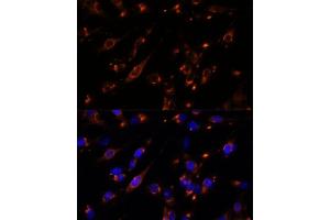 Immunofluorescence (IF) image for anti-Protein tyrosine Phosphatase Type IVA, Member 2 (PTP4A2) (AA 30-100) antibody (ABIN7269703)
