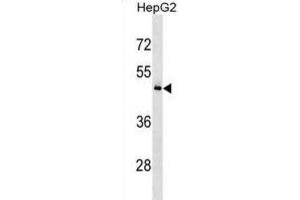 Western Blotting (WB) image for anti-KH Domain Containing, RNA Binding, Signal Transduction Associated 3 (KHDRBS3) antibody (ABIN3000667)