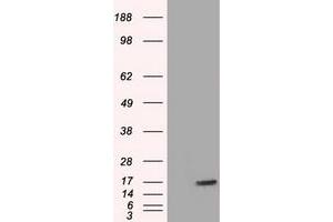 HEK293T cells were transfected with the pCMV6-ENTRY control (Left lane) or pCMV6-ENTRY TTC32 (Right lane) cDNA for 48 hrs and lysed. (TTC32 antibody)