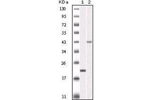 Western blot analysis using AURKB mouse mAb against truncated AURKB recombinant protein (1) and SKN-SH cell lysate(2). (Aurora Kinase B antibody)