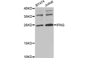Western blot analysis of extracts of various cell lines, using IFNG antibody (ABIN5970072) at 1/1000 dilution. (Interferon gamma antibody)