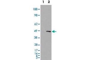 HEK293 overexpressing SMARCE1 and probed with SMARCE1 polyclonal antibody  (mock transfection in first lane) . (SMARCE1 antibody)