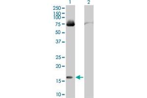 Western Blot analysis of FABP4 expression in transfected 293T cell line by FABP4 MaxPab polyclonal antibody. (FABP4 antibody  (AA 1-132))
