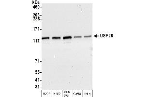 Western Blotting (WB) image for anti-Ubiquitin Specific Peptidase 28 (USP28) (AA 50-100) antibody (ABIN7454683)