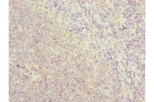Immunohistochemistry of paraffin-embedded human tonsil tissue using ABIN7151142 at dilution of 1:100 (RNF13 antibody  (AA 204-381))