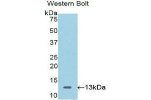 Western Blotting (WB) image for anti-Catenin, beta Interacting Protein 1 (CTNNBIP1) (AA 1-81) antibody (ABIN1858533) (CTNNBIP1 antibody  (AA 1-81))