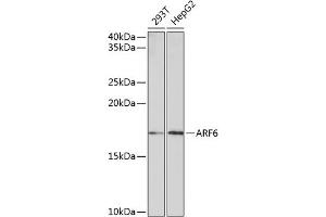 Western blot analysis of extracts of various cell lines, using  Rabbit mAb (ABIN7265485) at 1:1000 dilution. (ARF6 antibody)