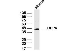 Mouse Muscle lysates probed with DBPA Polyclonal Antibody, Unconjugated  at 1:300 dilution and 4˚C overnight incubation. (YBX3/DBPA antibody  (AA 201-300))