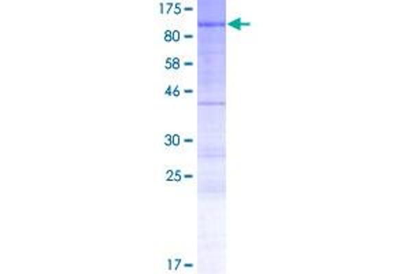 PHACTR4 Protein (AA 1-630) (GST tag)