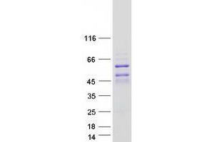 Validation with Western Blot (DACH2 Protein (Transcript Variant 3) (Myc-DYKDDDDK Tag))