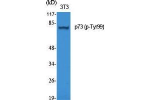 Western Blot (WB) analysis of specific cells using Phospho-p73 (Y99) Polyclonal Antibody. (Tumor Protein p73 antibody  (pTyr99))