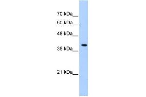 PEX10 antibody used at 0. (PEX10 antibody  (Middle Region))