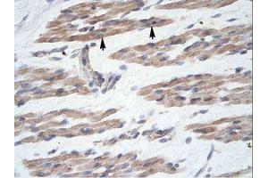 Image no. 1 for anti-MANSC Domain Containing 1 (MANSC1) (N-Term) antibody (ABIN6735944) (MANSC1 antibody  (N-Term))