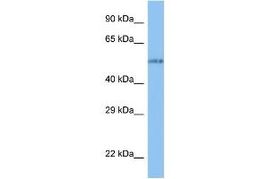 WB Suggested Anti-VANGL1 Antibody Titration: 1. (Vangl1 antibody  (N-Term))