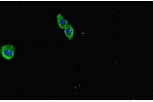 Immunofluorescent analysis of HepG2 cells using ABIN7151766 at dilution of 1:100 and Alexa Fluor 488-congugated AffiniPure Goat Anti-Rabbit IgG(H+L) (ECEL1 antibody  (AA 425-775))